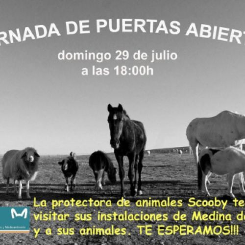 big 19635 85815 1 puertas abiertas